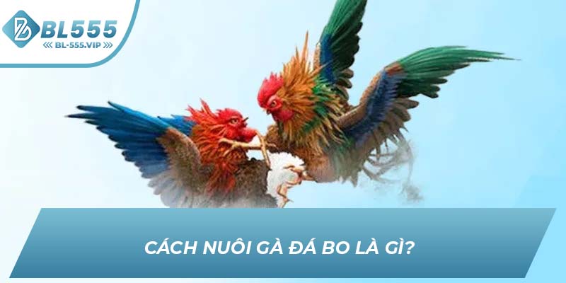 Cách Nuôi gà đá bo là gì?