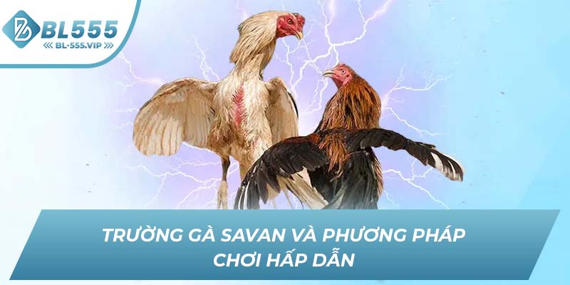 Trường gà Savan và phương pháp chơi hấp dẫn